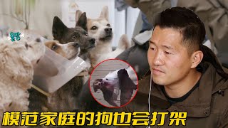 比格一狗稱霸全家，跟珍島犬撕咬了15分鐘，訓犬師卻說純屬意外 [upl. by Ahteral]