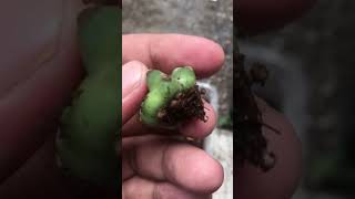 Finally Cereus Peruvian grow root after planted in moss peat as grow media cactus cactaceae [upl. by Peedus]