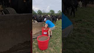 Lisa giving Mineral Tubs to Cows cattle cow farming femalefarmer agriculture justmakingit [upl. by Jecon]