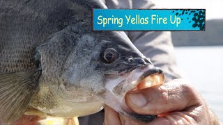 Spring Golden perch Blowering dam session [upl. by Paco127]