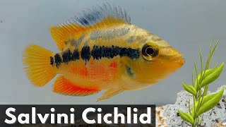 The Beautiful and Vibrant Salvini Cichlid Complete Guide Cichlasoma Salvini or Nandopsis Salvini [upl. by Tertia517]