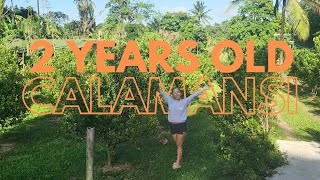 2 Years Update sa Calamansi Farm Story time habang naghaharvest [upl. by Cooley]