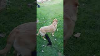 Cachorro pinscher cruzando com uma Labrador [upl. by Bee355]