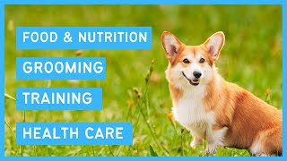 Pembroke Corgi 101  Feeding Grooming Training amp Health care of a Welsh Corgi [upl. by Ayifas173]