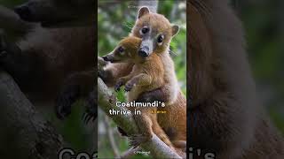 Coatimundi  Tales from the Wild [upl. by Mutua]