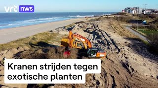 Vertrouwd beeld aan de kust komende jaren kranen gaan strijd aan met exotische planten [upl. by Engenia]