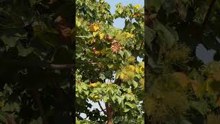 Sterculia urens flowers and leaves [upl. by Larson767]