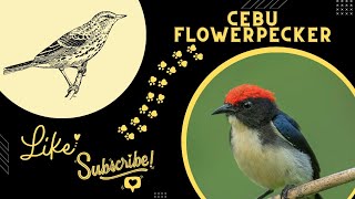 Rare bird CEBU FLOWERPECKER videos [upl. by Wulfe351]