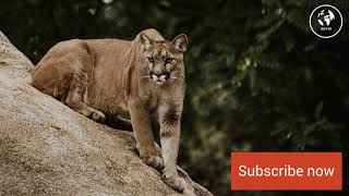 Cougar Sound Effect Free [upl. by Belac541]