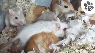 Bébés Gerbilles Câlin Et Papouille Dans Le Nid  Rongeur Mignon [upl. by Buchbinder]