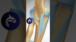 See what an MCL Tear of the Elbow looks like in 3D animation [upl. by Blodget411]