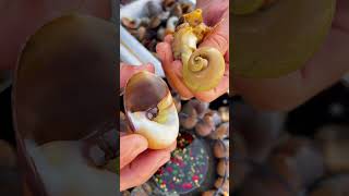 Yummy Snail from natural source 88 [upl. by Aurelia]