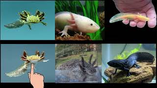 Axolotl Morph Types  Axolotl Types in English with Picture [upl. by Nagar594]