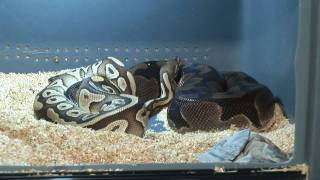 ReptilTV  Folge 4  Eisprung und Paarung [upl. by Christopher958]