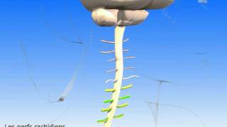 Moelle épinière et nerfs rachidiens Nerf crural et nerf sciatique [upl. by Cowie]