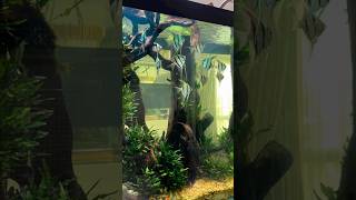 Pterophyllum Altum Orinoco aquarium design shorts [upl. by Ammon772]