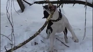 Amstaff found an interesting activity on a walk [upl. by Adnac82]