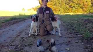 Chasse perdrix et faisant aux chiens darrets [upl. by Corly]