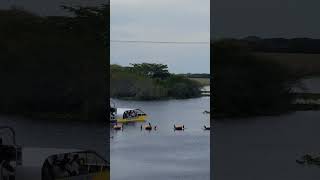 Everglades National Park  Florida Everglades  Airboats Tour [upl. by Amalia]