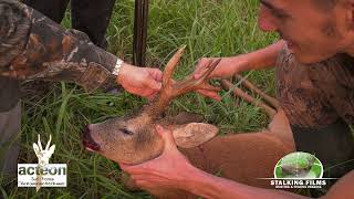 Caza del corzo 53  Chasse du brocard 53  Roebuck hunting 53 [upl. by Ilatan906]