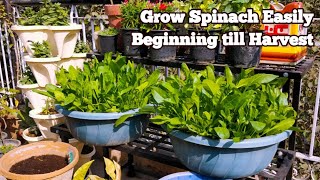 घर में ढेर सारा पालक उगाने का आसान तरीकाGROW SPINACH AT HOME WITH RESULTS [upl. by Eiclehc]