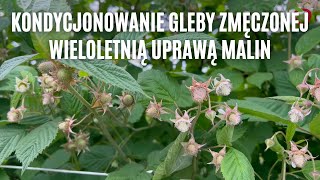 Kondycjonowanie gleby zmęczonej wieloletnią uprawą malin [upl. by Colyer721]