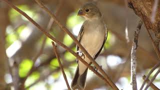 GOLINHO JOVEM Sporophila albogularis [upl. by Peednas325]