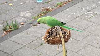 Vroege Vogels  Halsbandparkiet op een zonnebloem [upl. by Wilona]