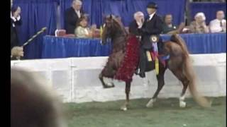 Five Gaited American Saddlebred World Champion Boucheron [upl. by Singer]