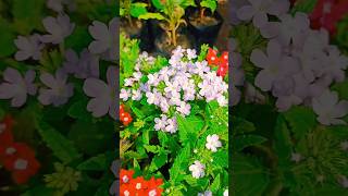 Verbena also known as vervain or verveine is a genus in the family Verbenaceaeshortsfeed shorts [upl. by Irra]