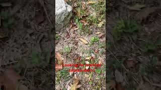 Looking for marbled Salamanders  Full length video in comments dayhikingandherpingdudes [upl. by Ayvid46]