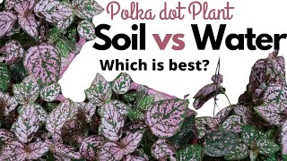 How to Propagate Polka Dot Plant Hypoestes Water vs Soil Propagation HD 1080p [upl. by Burl]