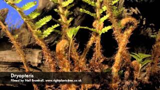 Fern Dryopteris growing over 2 months period time lapse [upl. by Emie435]