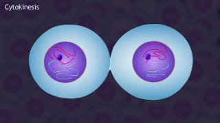 Mitosis and the Cell Cycle Animation [upl. by Ahsaercal]