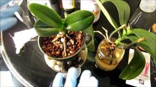 Phalaenopsis Orchid WORMS  FLOPPY LEAVES  ROOT ROT  REPOT  2of2 [upl. by Enelyw]