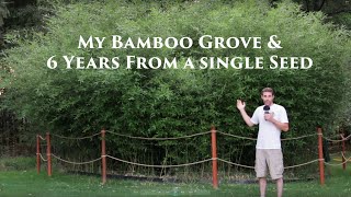 My Bamboo Grove After 6 Years  2021 Annual Update [upl. by Aicilla]