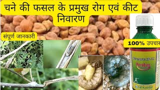 चने की फसल के रोग और कीट  pest and disease management in chickpea cultivation [upl. by Zadack40]