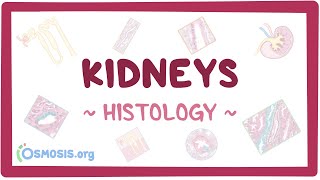 Kidneys Histology [upl. by Alejoa]