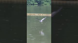 Grey Heron Flying nature bird [upl. by Bandler554]