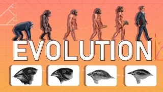 EVOLUTION [upl. by Lednyc]