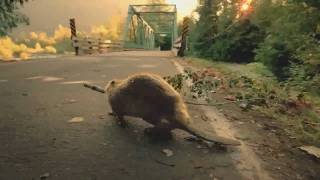 Attack of the 80lb Beaver  Crazy Beaver Action  by Suburban Wildlife Control [upl. by Enrobyalc115]