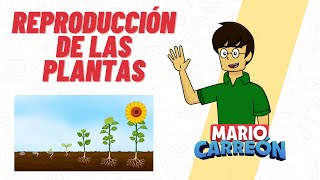 LAS PLANTAS SEGÚN SU UTILIDAD [upl. by Francois]