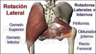 Kinesiología Movimientos de la Cadera [upl. by Auqenet566]