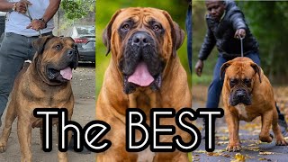 Why the South African MastiffBoerboel is the Ultimate Mastiff Breed [upl. by Genaro]