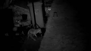 Fox Cubs Playing In My Garden At 240am [upl. by Eugirne]