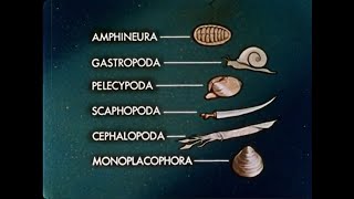 Adaptive Radiation The Mollusks  1961 [upl. by Elleiand158]