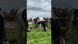 🔴 Vacas Lecheras HOLSTEIN ✅ [upl. by Isaacson]