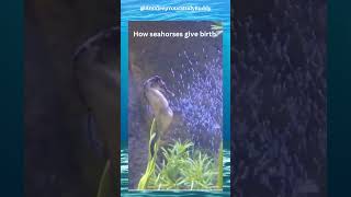 male seahorse gives birth  Fascinating Reproductive Behavior seahorses nature oceanlife gk [upl. by Anrahs]