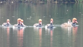 Redcrested Pochard at Dinton Pastures 4th Nov 2024 [upl. by Haziza]