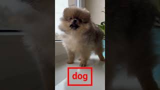 dog 404 🌞🐕 pomeranian pawsomelaughs puppy [upl. by Ydnac614]